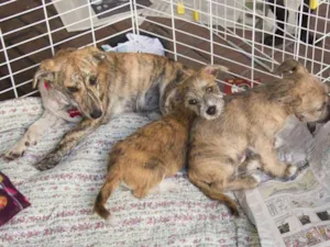 Cachorro raça srd idade 2 a 6 meses nome Hanna e Banzé