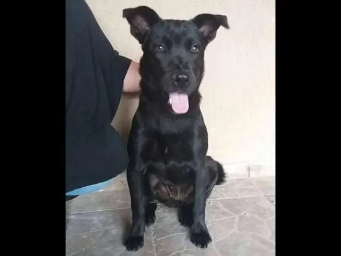 Cachorro ra a SRD idade 7 a 11 meses nome Pérola