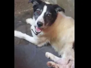 Cachorro raça srd idade 3 anos nome Bernardo