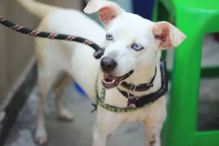 Cachorro ra a srd idade 4 anos nome Luana