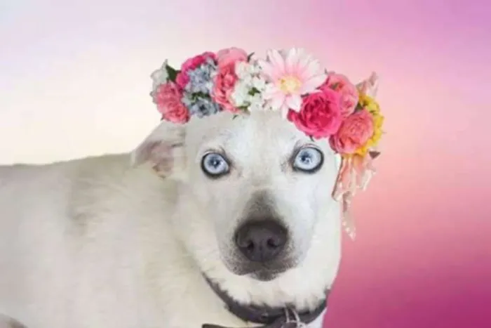 Cachorro ra a srd idade 4 anos nome Luana