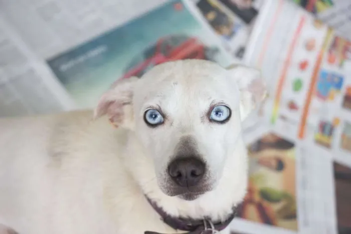 Cachorro ra a srd idade 4 anos nome Luana