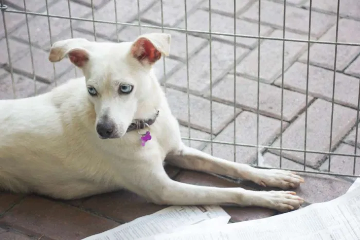 Cachorro ra a srd idade 4 anos nome Luana