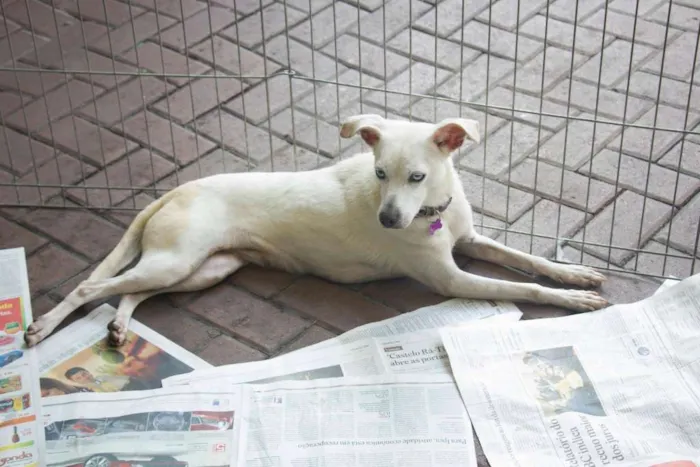 Cachorro ra a srd idade 4 anos nome Luana
