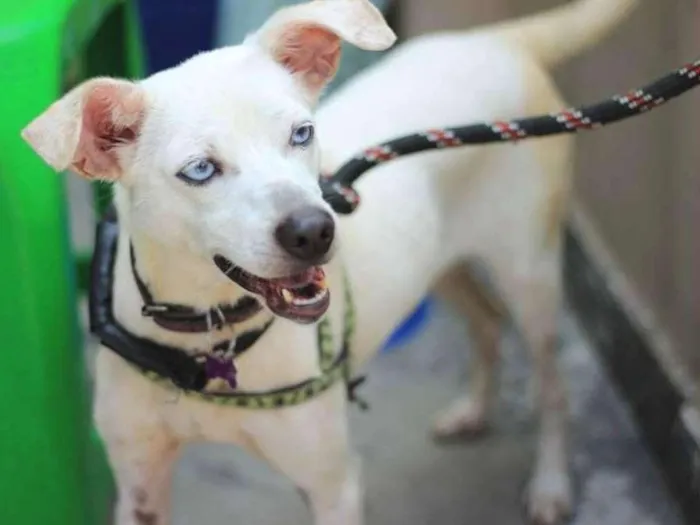 Cachorro ra a srd idade 4 anos nome Luana