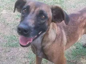 Cachorro raça srd idade 3 anos nome Adelaide