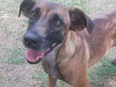 Cachorro ra a srd idade 3 anos nome Adelaide