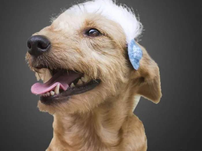 Cachorro ra a srd idade 3 anos nome Loira