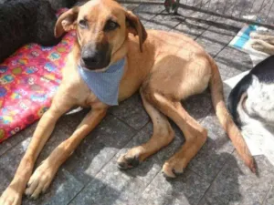 Cachorro raça srd idade 1 ano nome Oddie