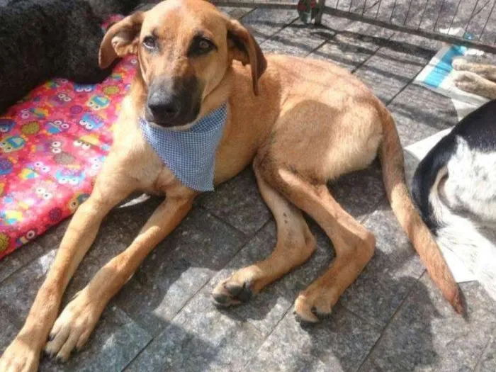 Cachorro ra a srd idade 1 ano nome Oddie