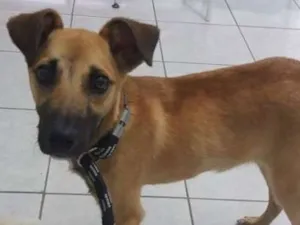 Cachorro raça SRD idade 1 ano nome Heitor