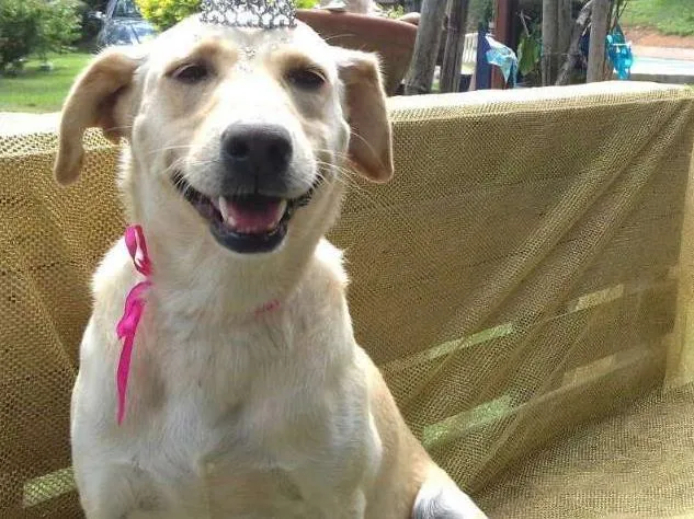 Cachorro ra a SRD idade 3 anos nome Athena