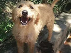 Cachorro raça SRD idade 2 anos nome Missy