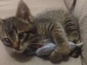 Gato raça SRD idade 2 a 6 meses nome TIGRINHO