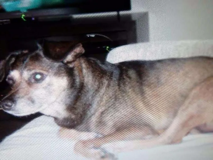 Cachorro ra a Nao indefinida idade 6 ou mais anos nome Dodo