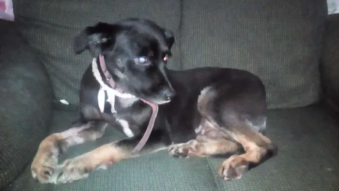Cachorro raça Vira lata idade 3 anos nome Lara