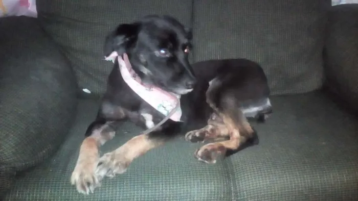 Cachorro raça Vira lata idade 3 anos nome Lara