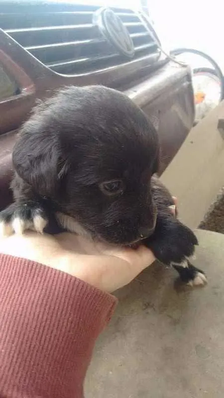 Cachorro raça mestiço idade Abaixo de 2 meses nome sem nome