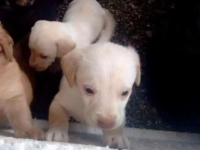 Cachorro raça mestiço idade Abaixo de 2 meses nome sem nome