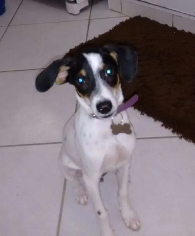 Cachorro ra a MIX BORDER idade  nome SNOOP