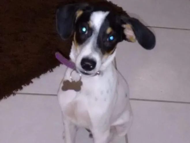 Cachorro ra a MIX BORDER idade  nome SNOOP