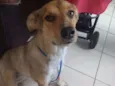 Cachorro raça SRD idade 1 ano nome DORA