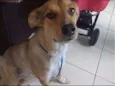 Cachorro raça SRD idade 1 ano nome DORA