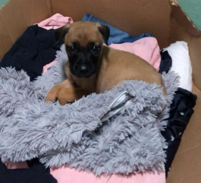 Cachorro ra a Sem raça idade Abaixo de 2 meses nome Llily