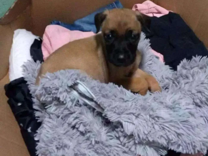 Cachorro ra a Sem raça idade Abaixo de 2 meses nome Llily