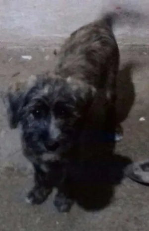 Cachorro raça RND idade 2 a 6 meses nome Scot