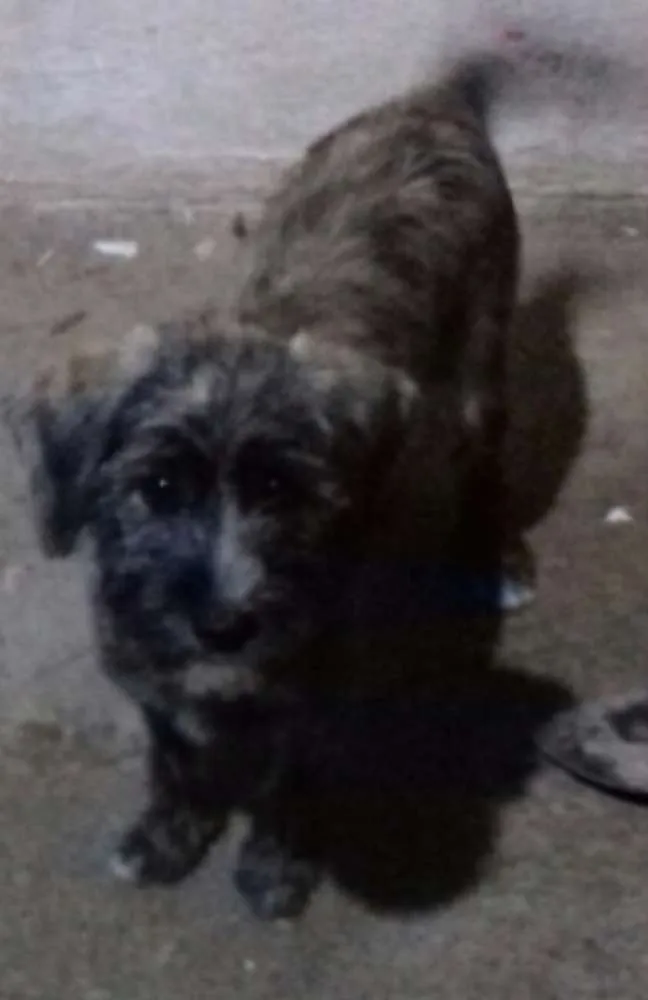 Cachorro ra a RND idade 2 a 6 meses nome Scot