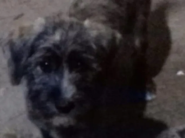 Cachorro ra a RND idade 2 a 6 meses nome Scot
