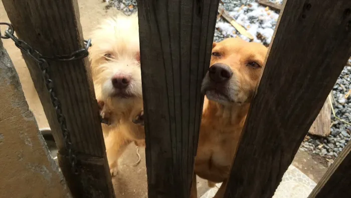 Cachorro ra a Vira lata idade 5 anos nome Luque e Snope