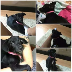 Cachorro raça Sem Raça Definida idade 2 a 6 meses nome Preta
