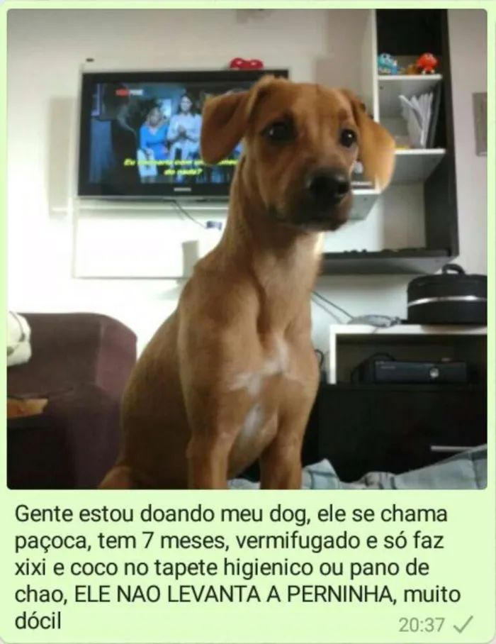 Cachorro ra a Vira lata misturado com labrador idade 2 a 6 meses nome Paçoca a