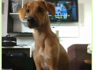 Cachorro raça Vira lata misturado com labrador idade 2 a 6 meses nome Paçoca a