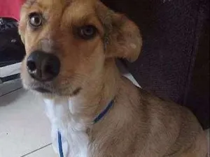 Cachorro raça SRD idade 1 ano nome DORA