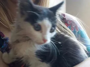 Gato raça Vira Lata idade Abaixo de 2 meses nome Nina