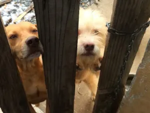 Cachorro raça Vira lata idade 5 anos nome Luque e Snope