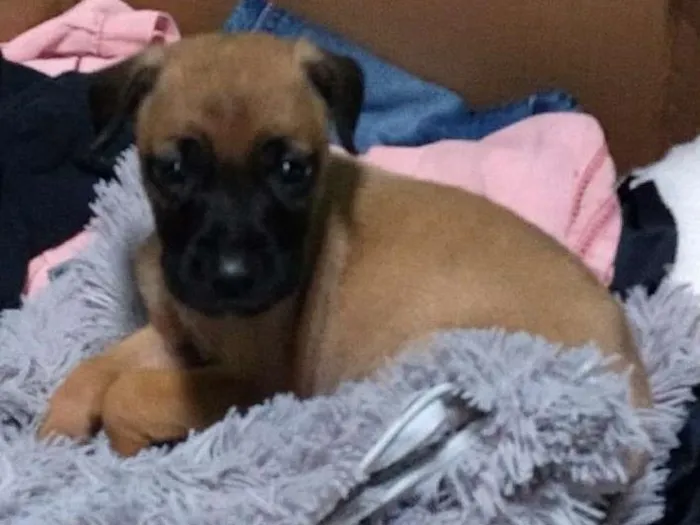 Cachorro ra a Sem raça idade Abaixo de 2 meses nome Llily