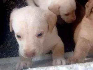 Cachorro raça mestiço idade Abaixo de 2 meses nome sem nome