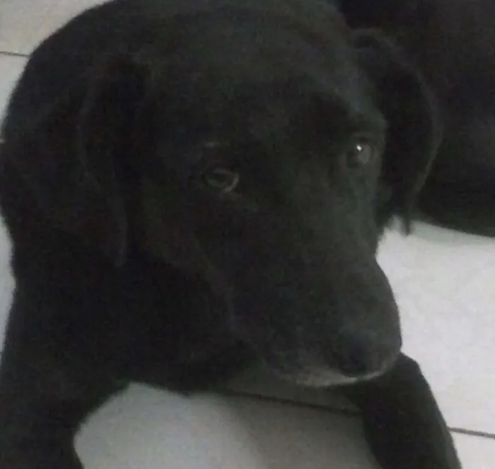 Cachorro ra a Labrador  idade 6 ou mais anos nome Samira