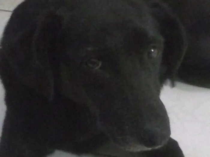 Cachorro ra a Labrador  idade 6 ou mais anos nome Samira