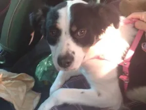 Cachorro raça MIX idade  nome TUANY