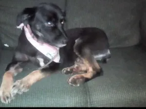 Cachorro raça Vira lata idade 3 anos nome Lara