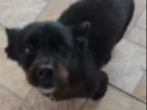 Cachorro raça Vira Lata idade 6 ou mais anos nome Mel