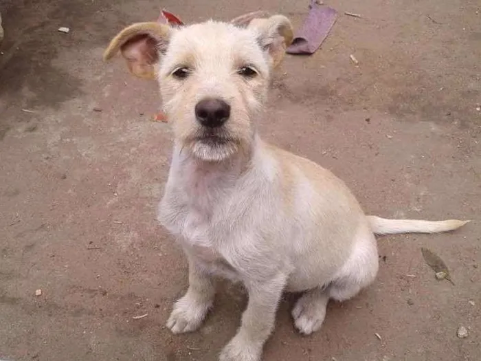 Cachorro ra a Vira lata idade 2 a 6 meses nome Ainda não tem