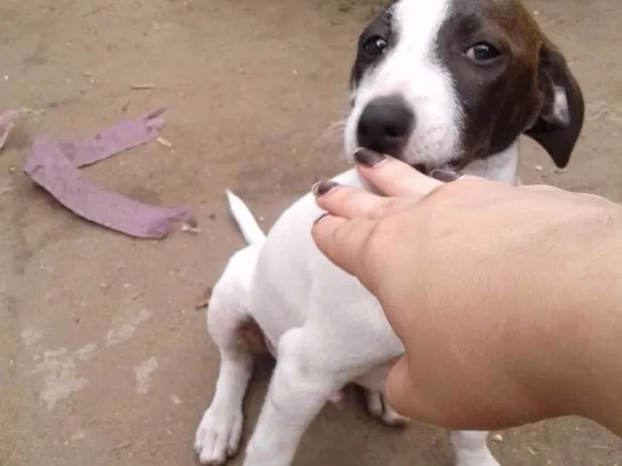 Cachorro ra a Vira lata idade 2 a 6 meses nome Ainda não tem