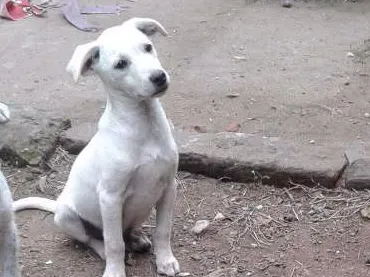 Cachorro ra a Vira lata idade 2 a 6 meses nome Ainda não tem