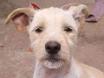 Cachorro ra a Vira lata idade 2 a 6 meses nome Ainda não tem